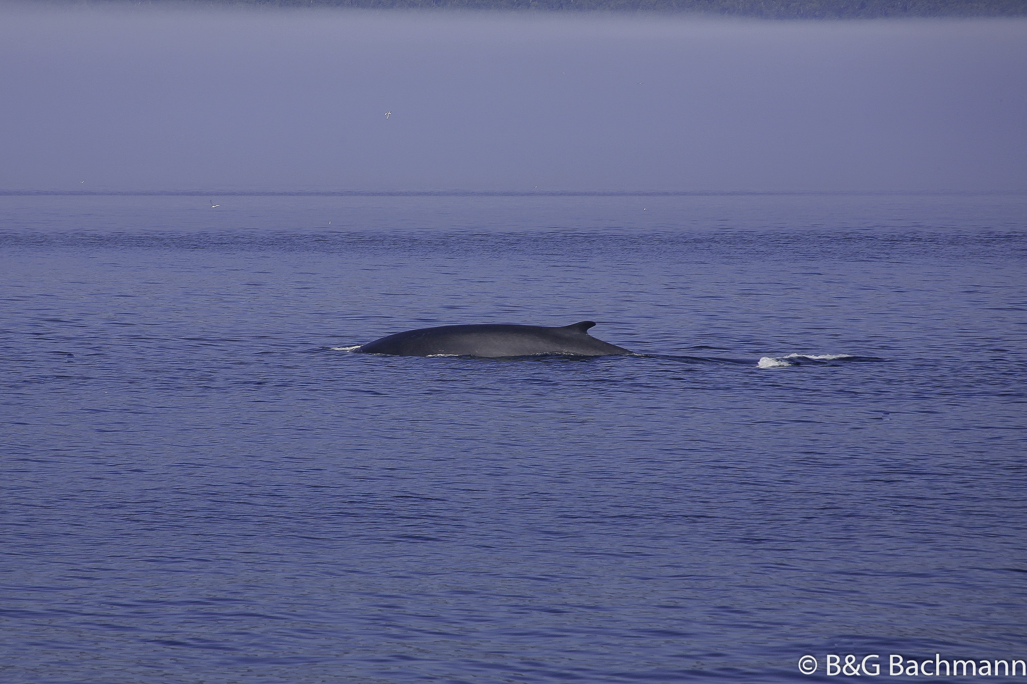 Tadoussac_0035.jpg