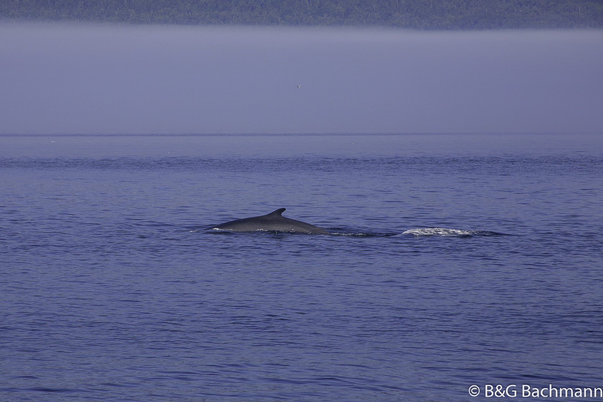 Tadoussac_0036.jpg