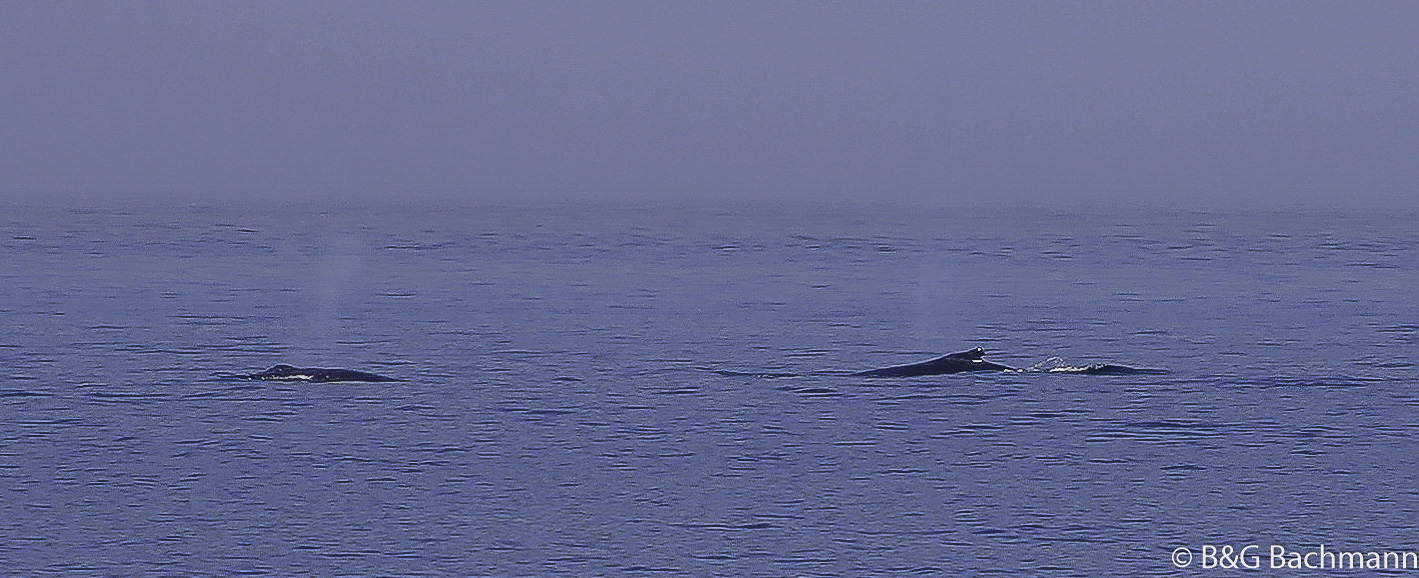 Tadoussac_0050.jpg