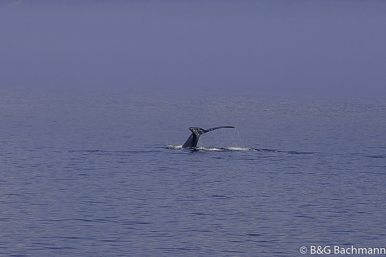 Tadoussac_0055.jpg