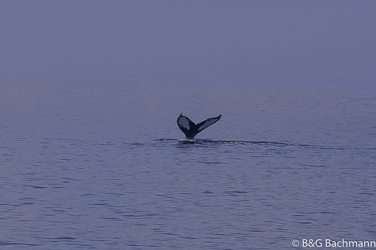 Tadoussac_0056.jpg