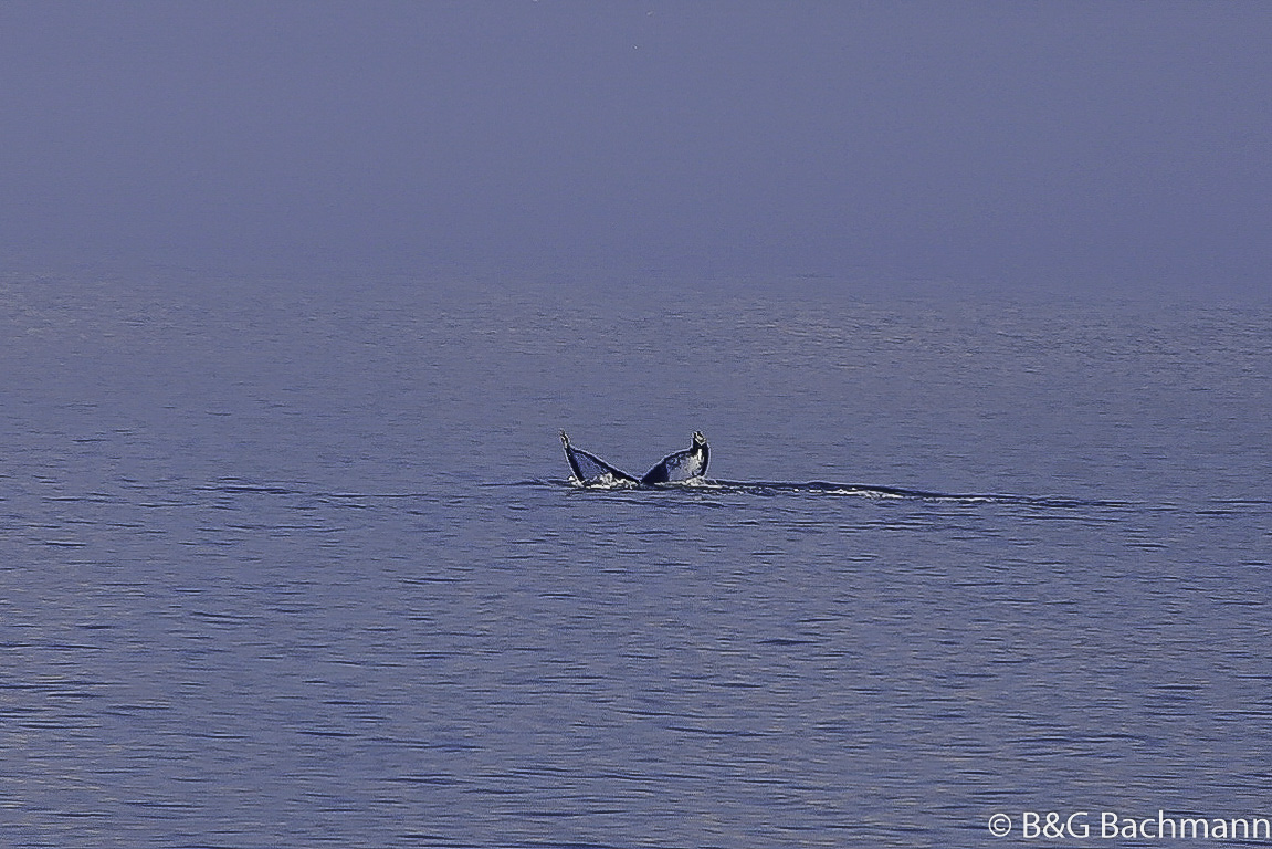 Tadoussac_0057.jpg