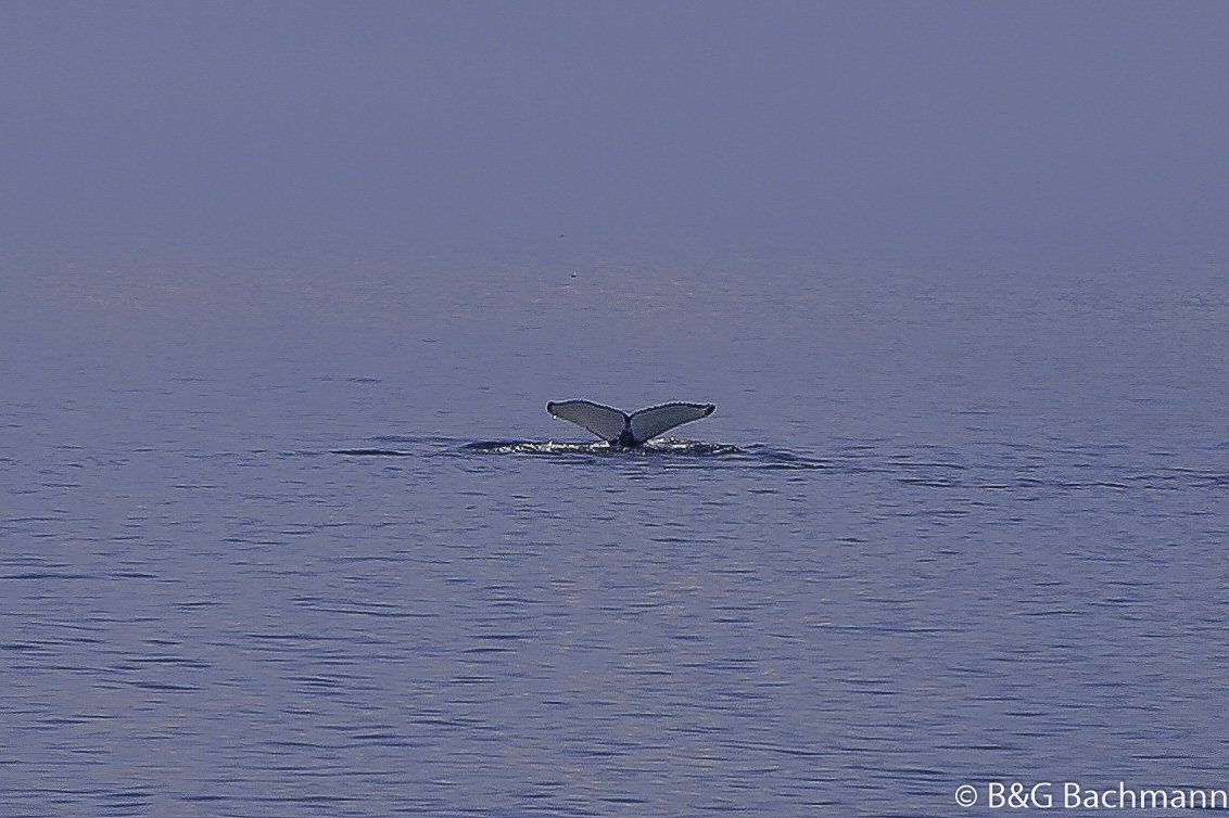 Tadoussac_0059.jpg