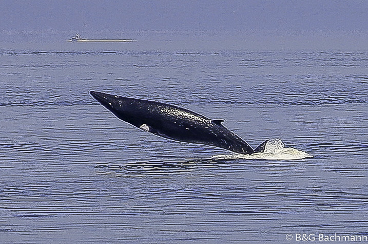 Tadoussac_0071.jpg