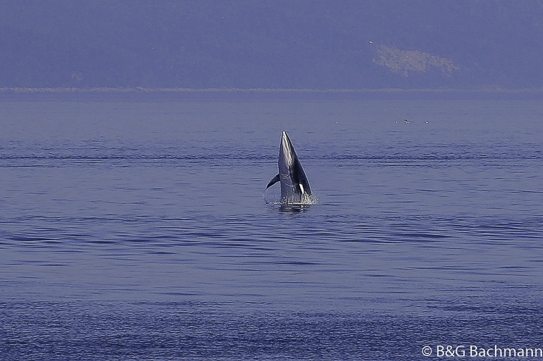 Tadoussac_0072.jpg