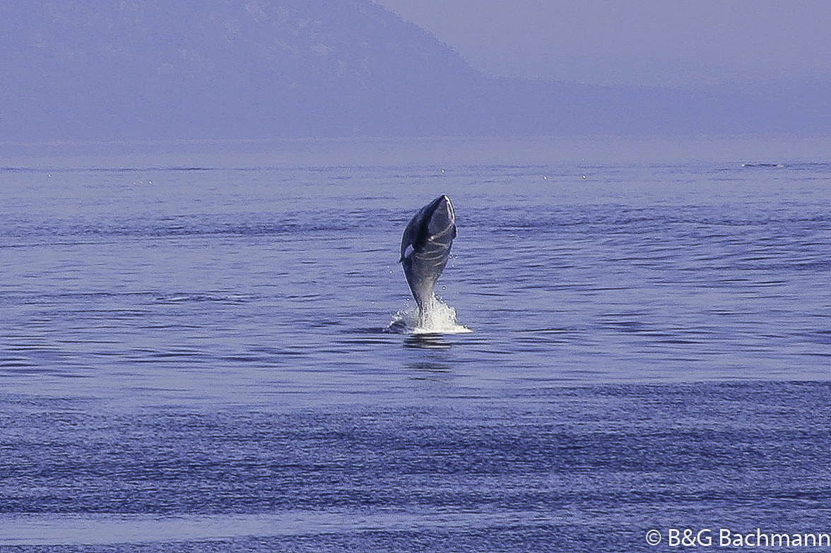 Tadoussac_0075.jpg