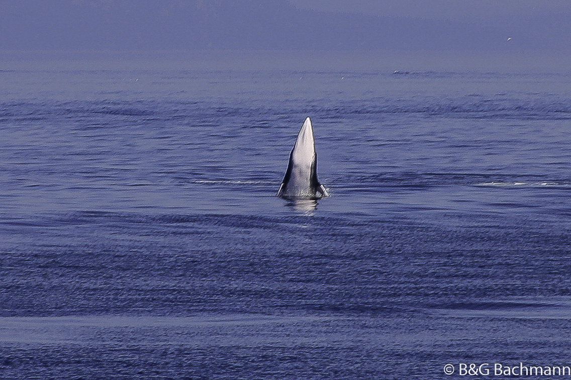 Tadoussac_0076.jpg