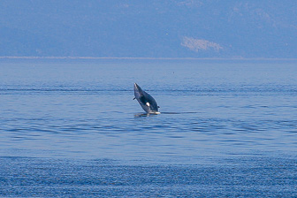 Tadoussac_0073.jpg