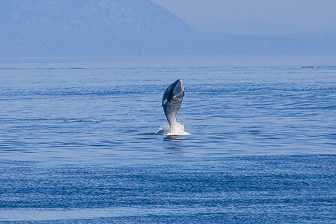Tadoussac_0075.jpg