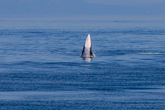 Tadoussac_0076.jpg