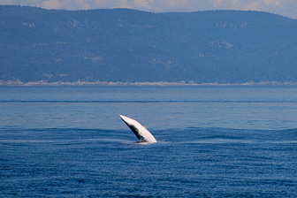 Whale Watching Tadoussac Whale Watching Tadoussac