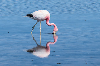 Atacama-Salar-Miniques-Miscanti lakes