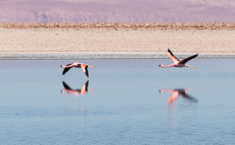 Atacama-Salar-Miniques-Miscanti lakes