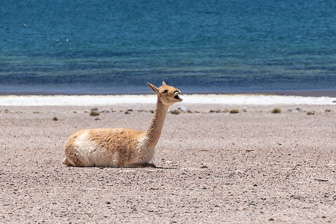 Atacama-Salar-Miniques-Miscanti lakes Atacama-Salar-Miniques-Miscanti lakes
