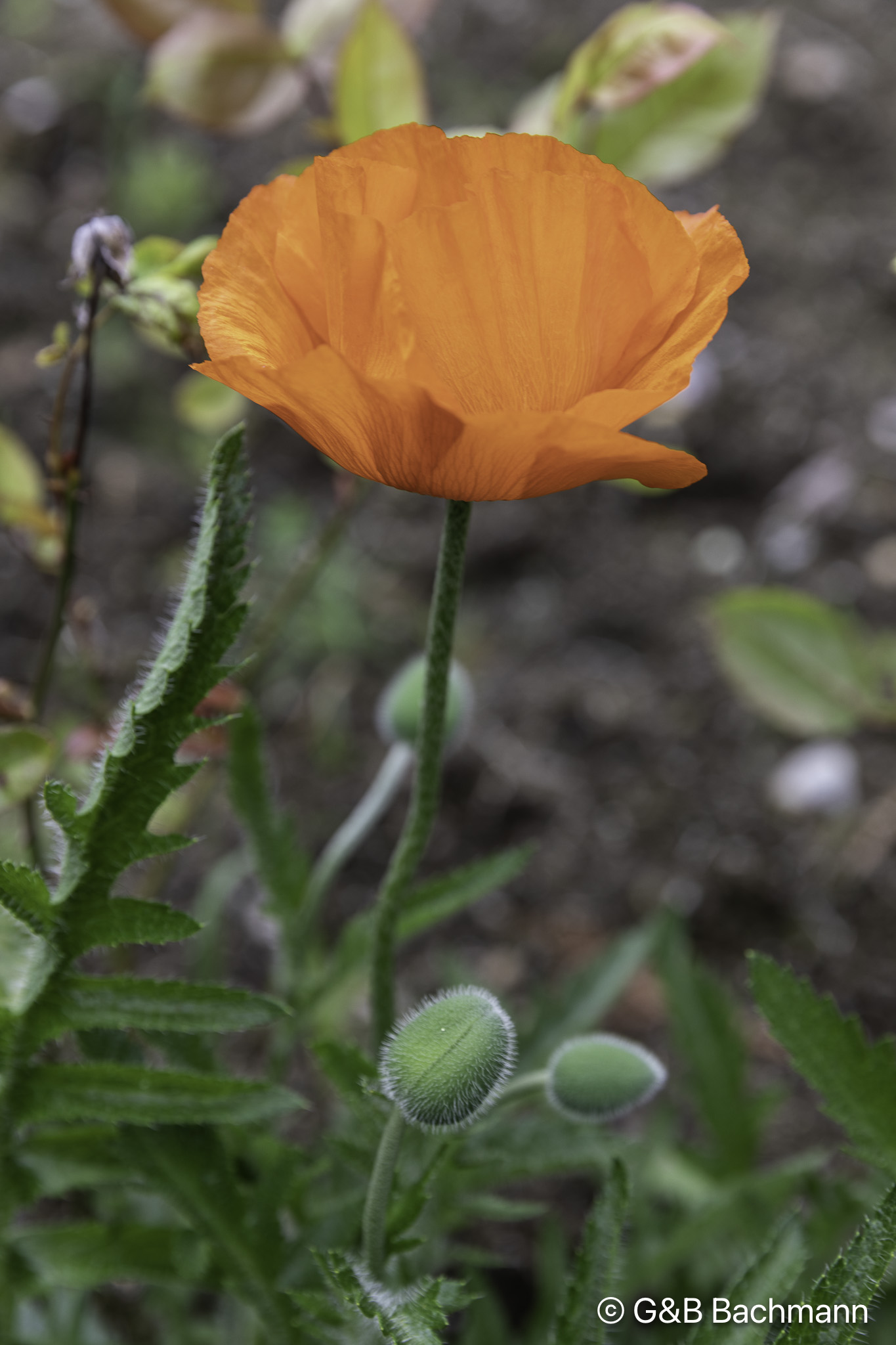 108A1671.jpg