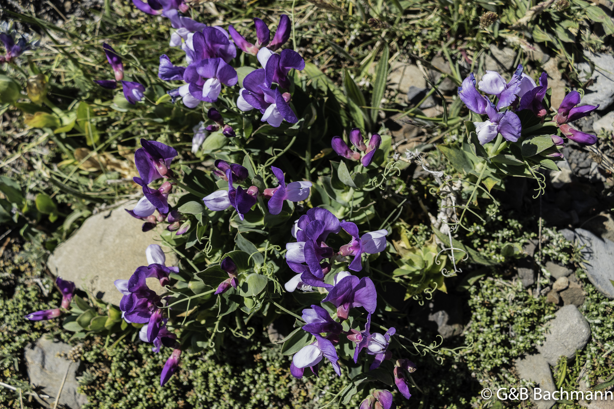 _1070196.jpg