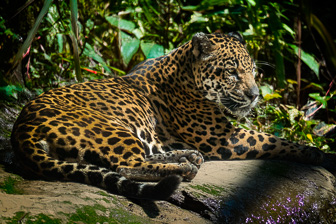 Jaguar2.jpg