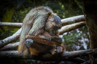Singe-Araignee-1.jpg