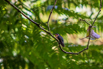 Monteverde