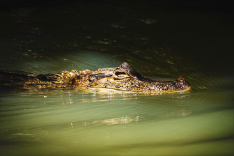a_Croco3-1_0000.jpg