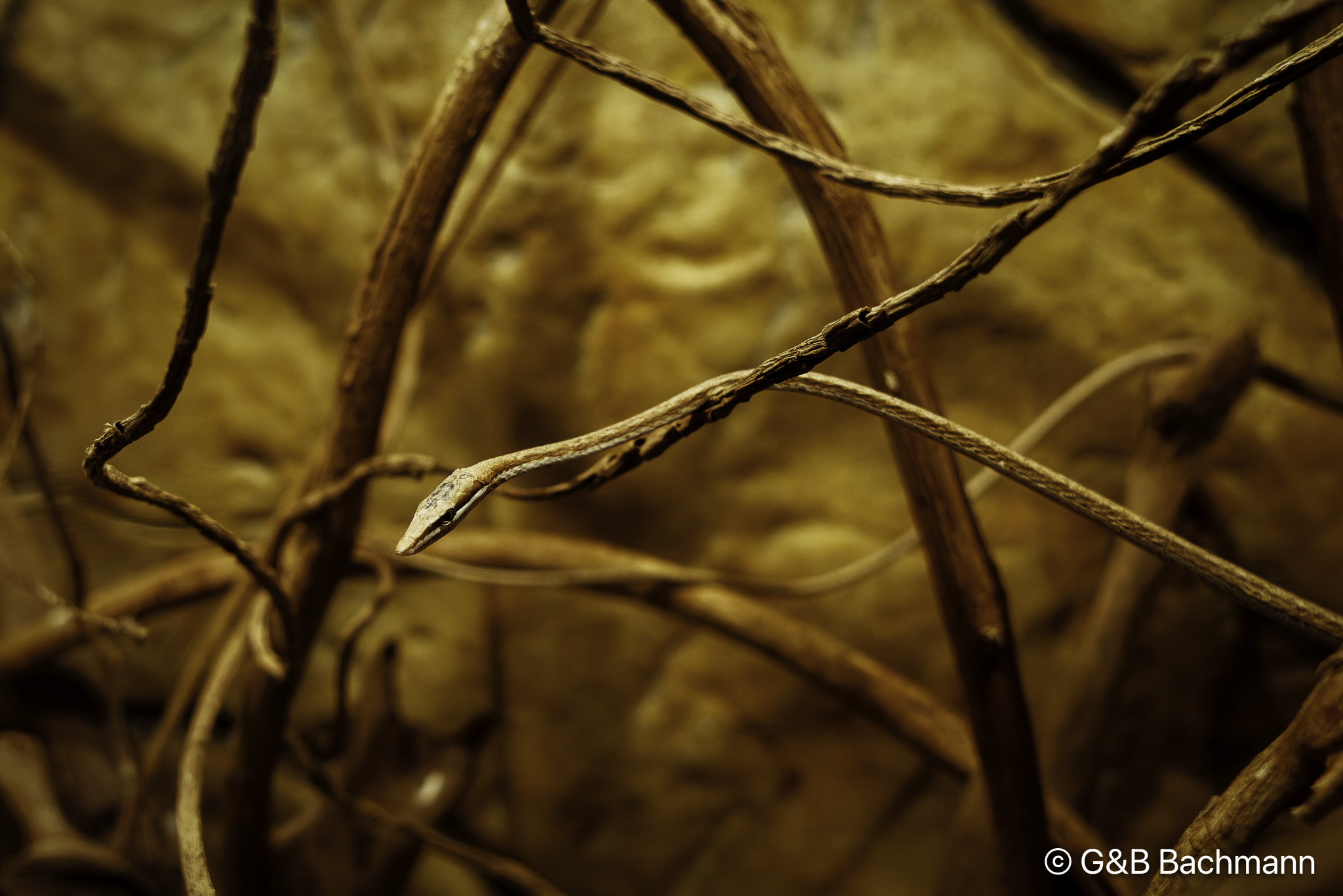 0W0A1904_DxO-1.jpg