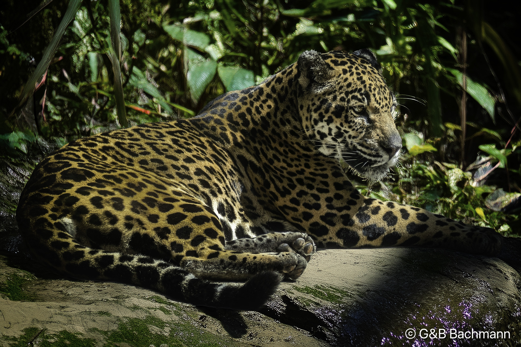 Jaguar2.jpg