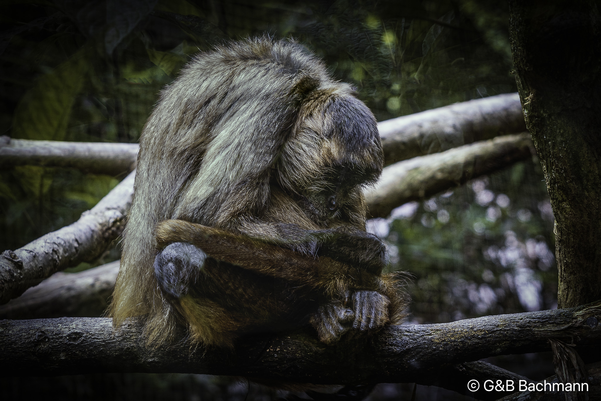 Singe-Araignee-1.jpg