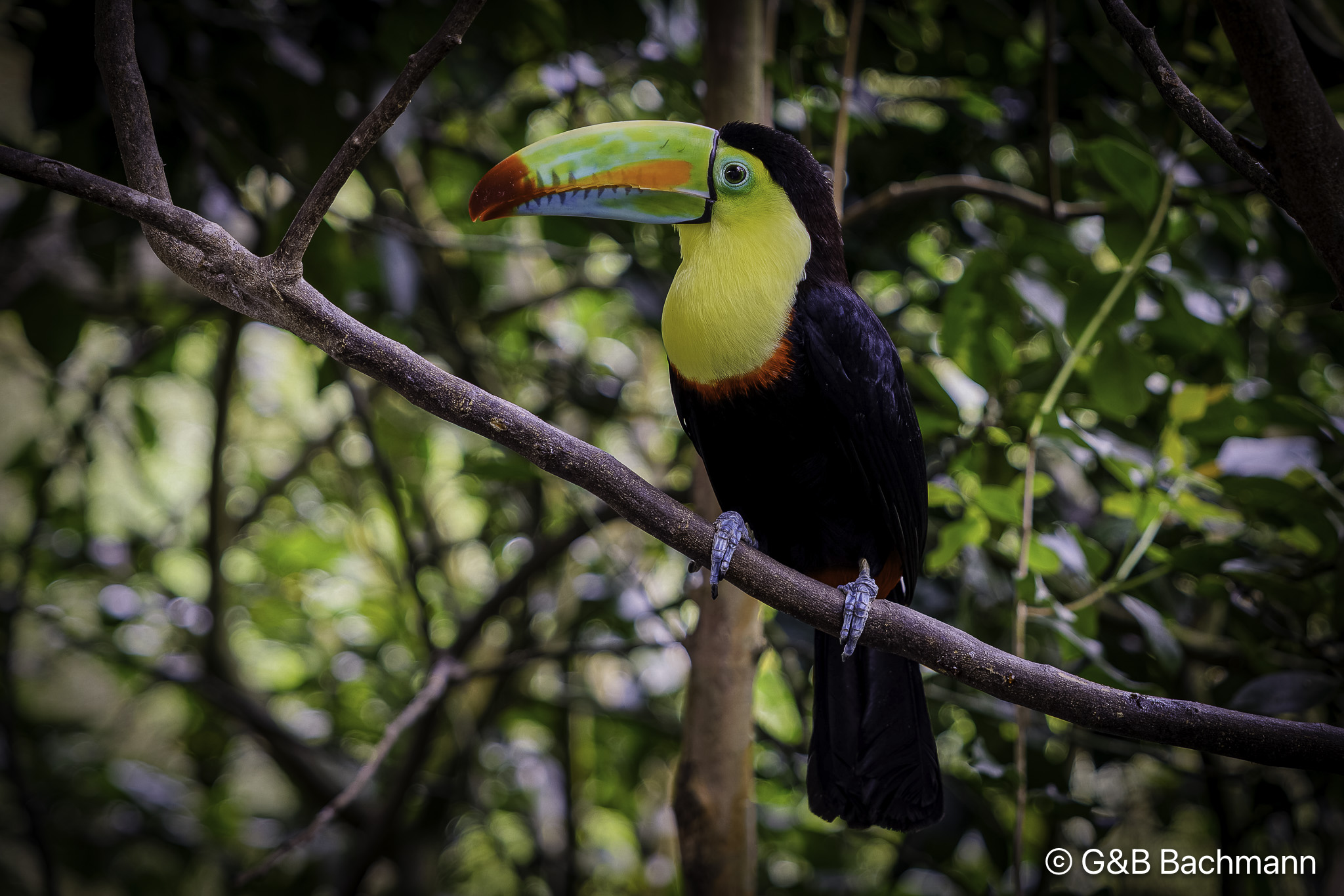Toucan-1.jpg