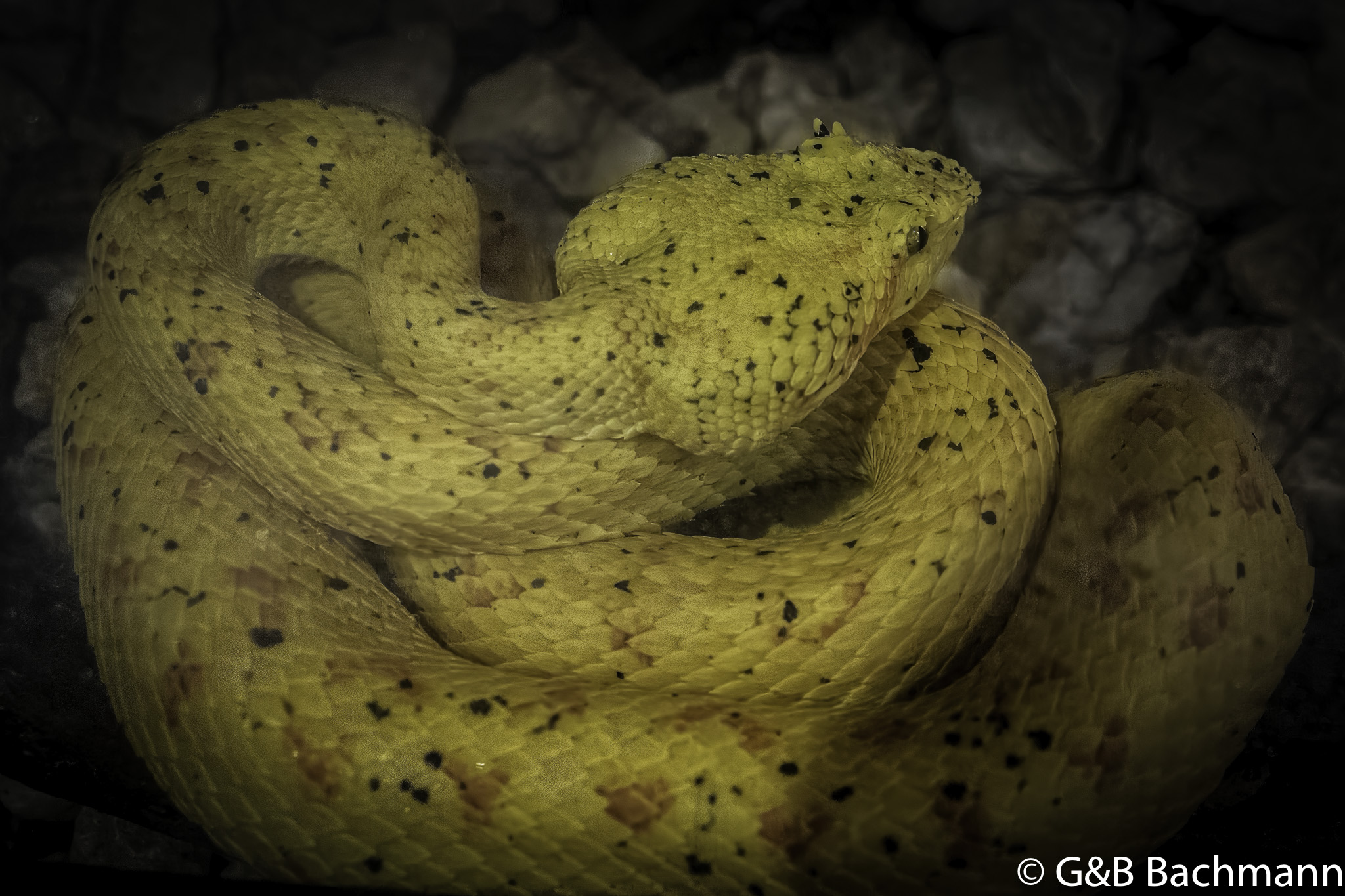 _1130306-Modifier-Modifier.jpg