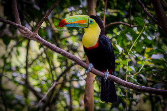 Toucan-1.jpg