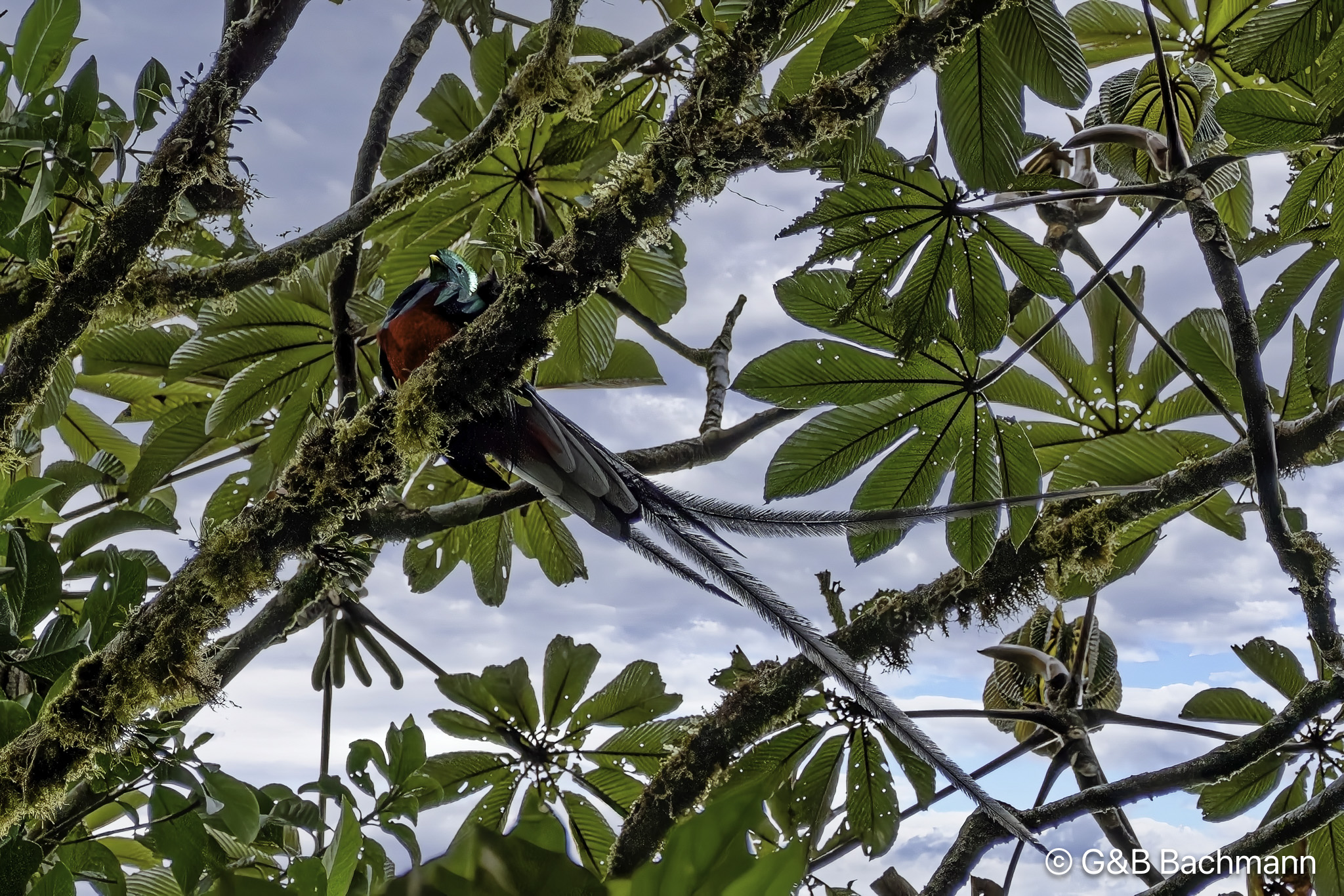 quetzalfin-1_0000.jpg