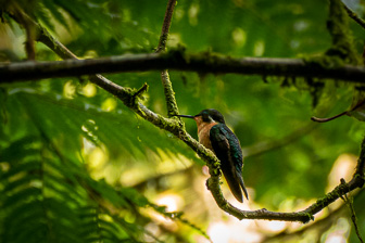 _1130111-Modifier-Modifier.jpg
