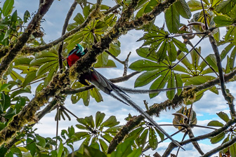 quetzalfin-1_0000.jpg
