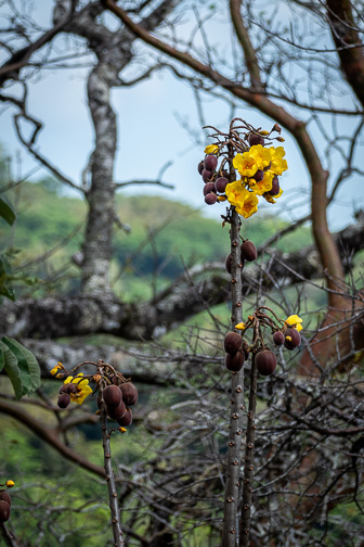 Rincon de la Vieja_Borinquen