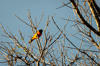 Rincon de la Vieja_Borinquen