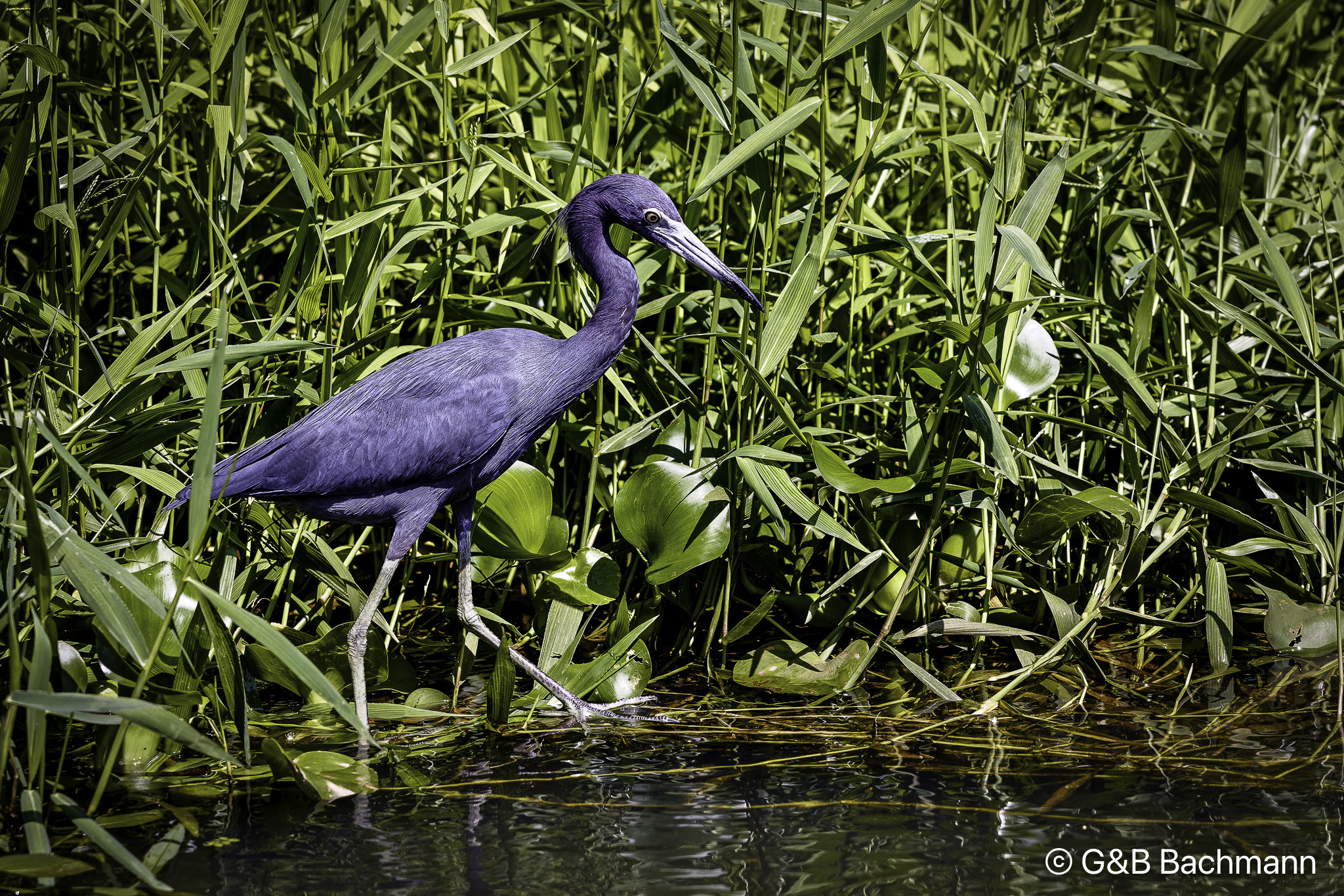 Aigrette-Bleue-1.jpg