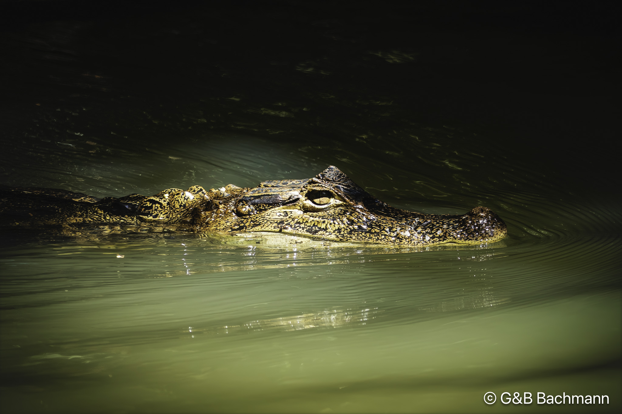 a_Croco3-1_0000.jpg