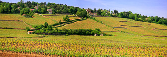 Bourgogne-Pommard