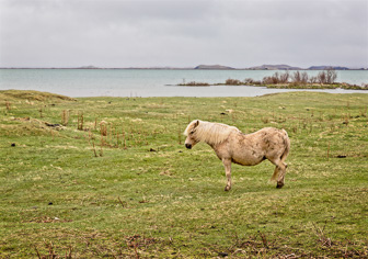 201506_Husavik-1-Modifier.jpg