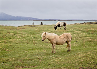 201506_Husavik-3-Modifier.jpg