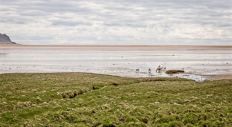 201506_Raudasandur-9-Modifier.jpg