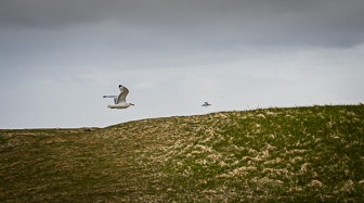201506_Hellnar-Arnarstapi-30.jpg