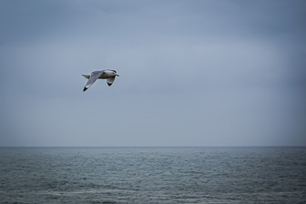 201506_Hellnar-Arnarstapi-36.jpg