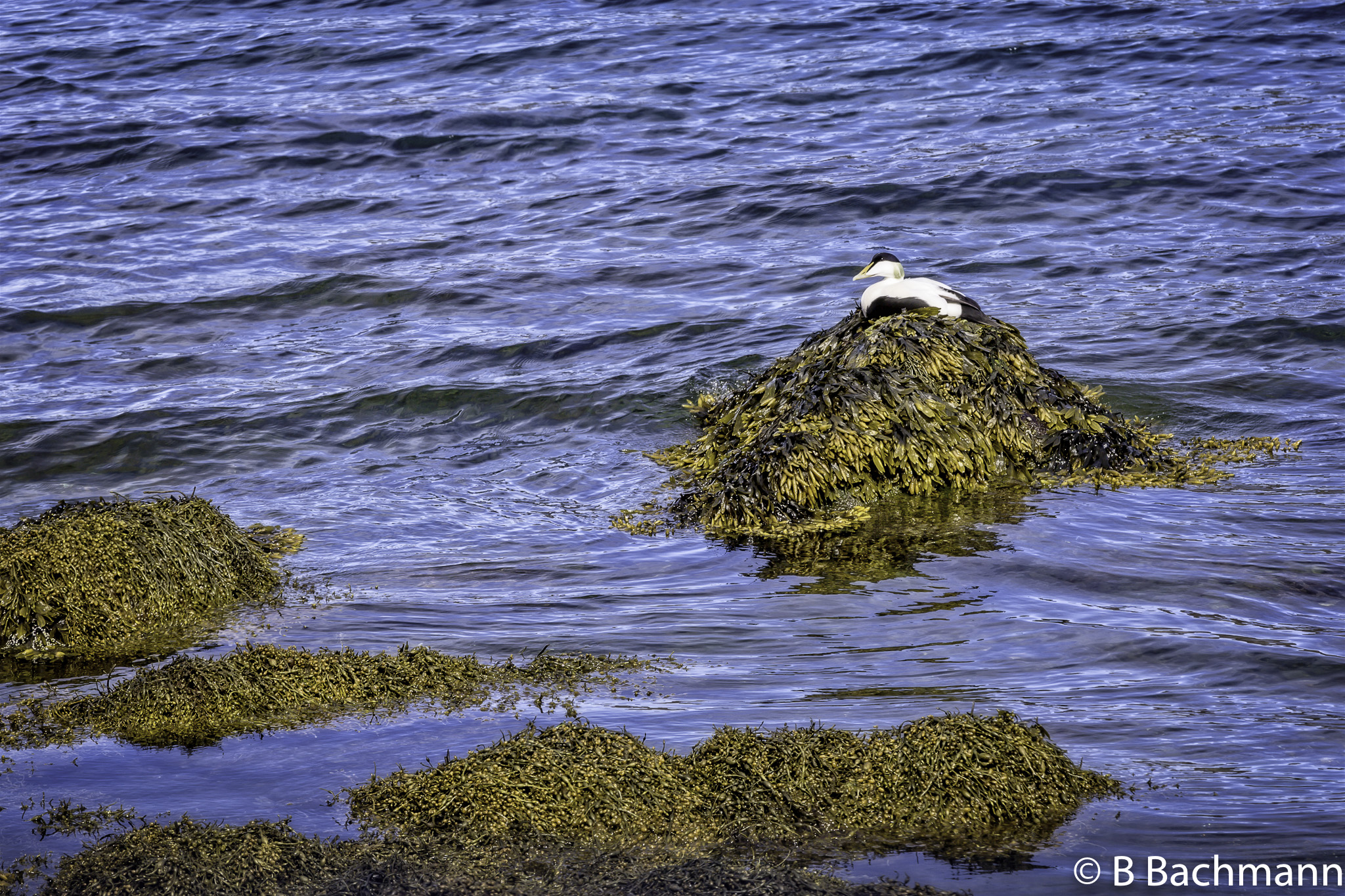 201506_Sudureyri-1-Modifier.jpg