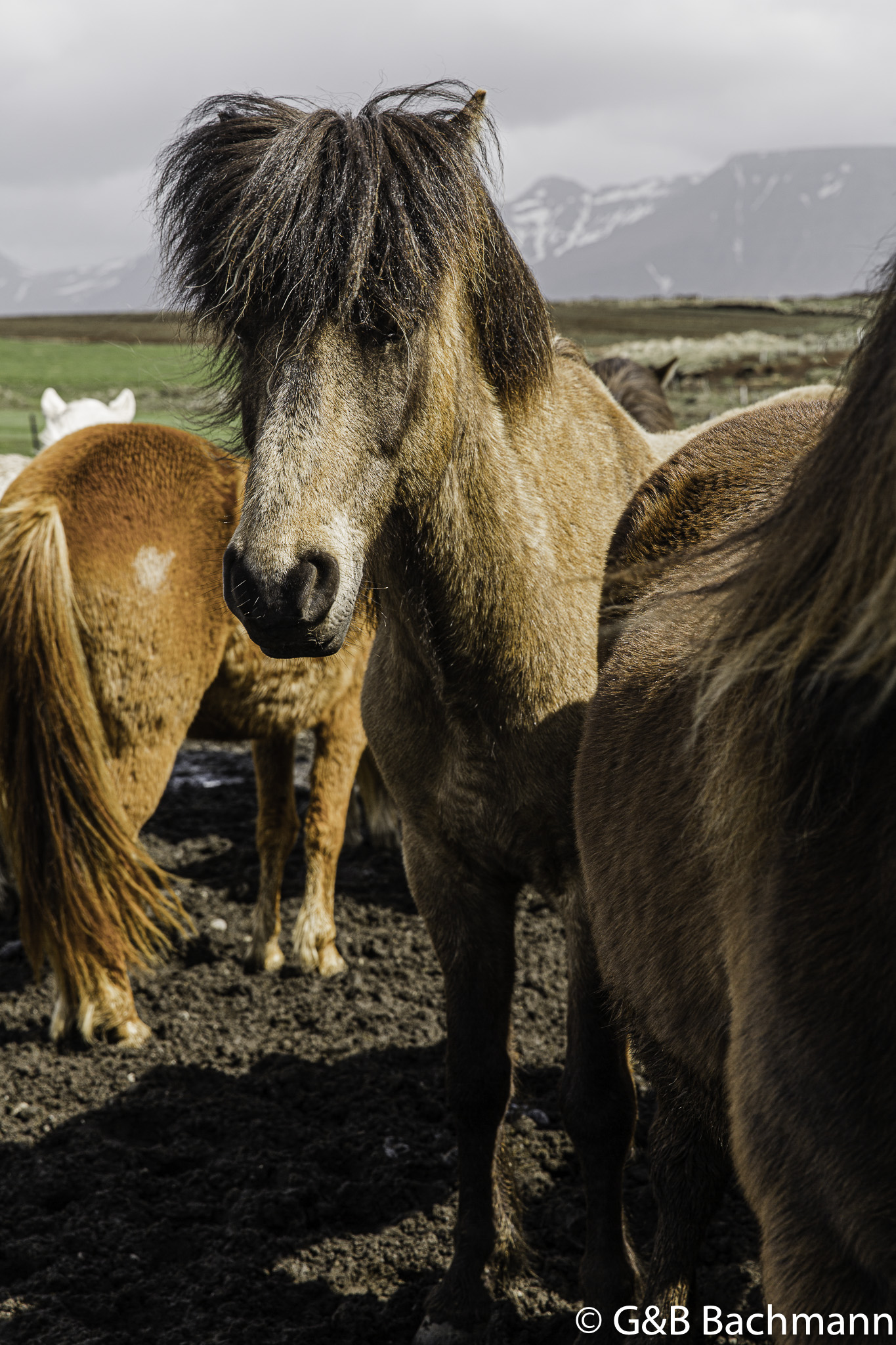 201506_Eldborg-16.jpg