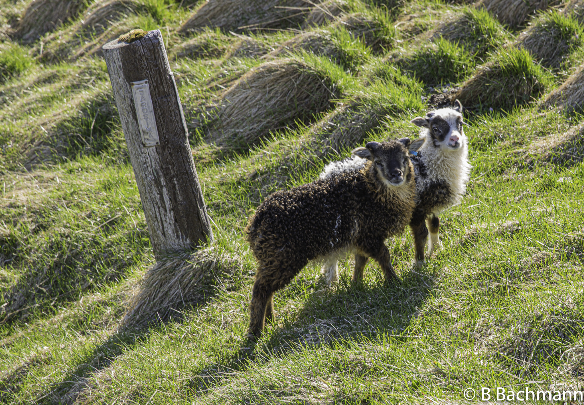 201506_Grundarfjoerdur-32.jpg