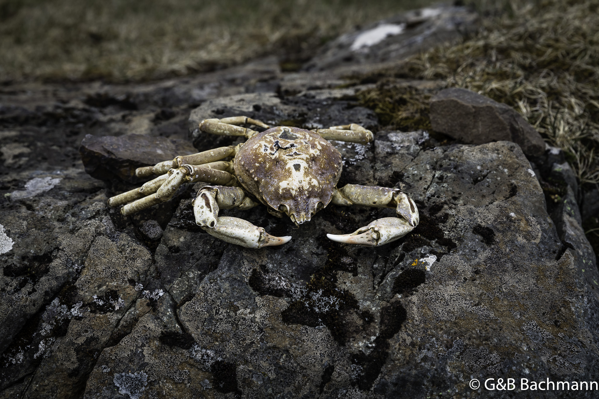 201506_Budir-8.jpg