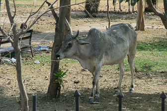 20100403_Dehli_0146.jpg