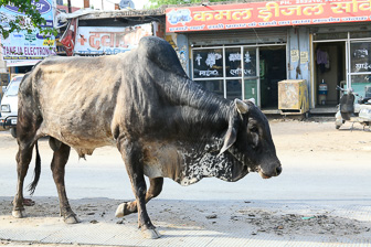 20100403_Dehli_0209.jpg