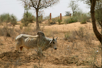 20100404_Campaign_Rat_Temple_0363.jpg